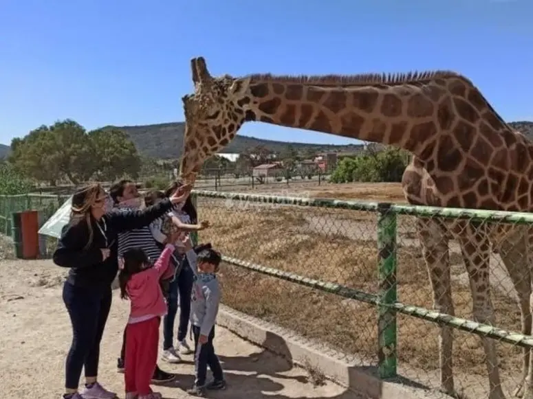 Parque de animales Tuzoofari en Hidalgo. Foto: Cortesía. Parque de animales Tuzoofari en Hidalgo. Foto: Cortesía.