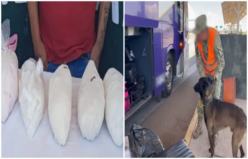 Golpe al narco en Aguascalientes: un detenido con 5 kilos de metanfetamina valuados en 1.3 millones de pesos La droga fue detectada con ayuda de un binomio canino durante una revisión. Fotos: SSPC