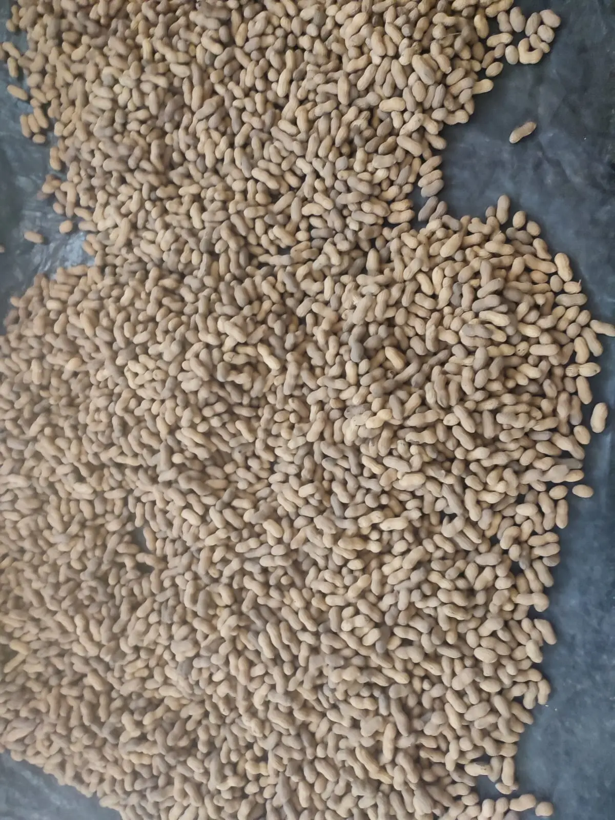 Venta de cacahuate en San Ignacio. Fotos. Yolanda Tenorio.