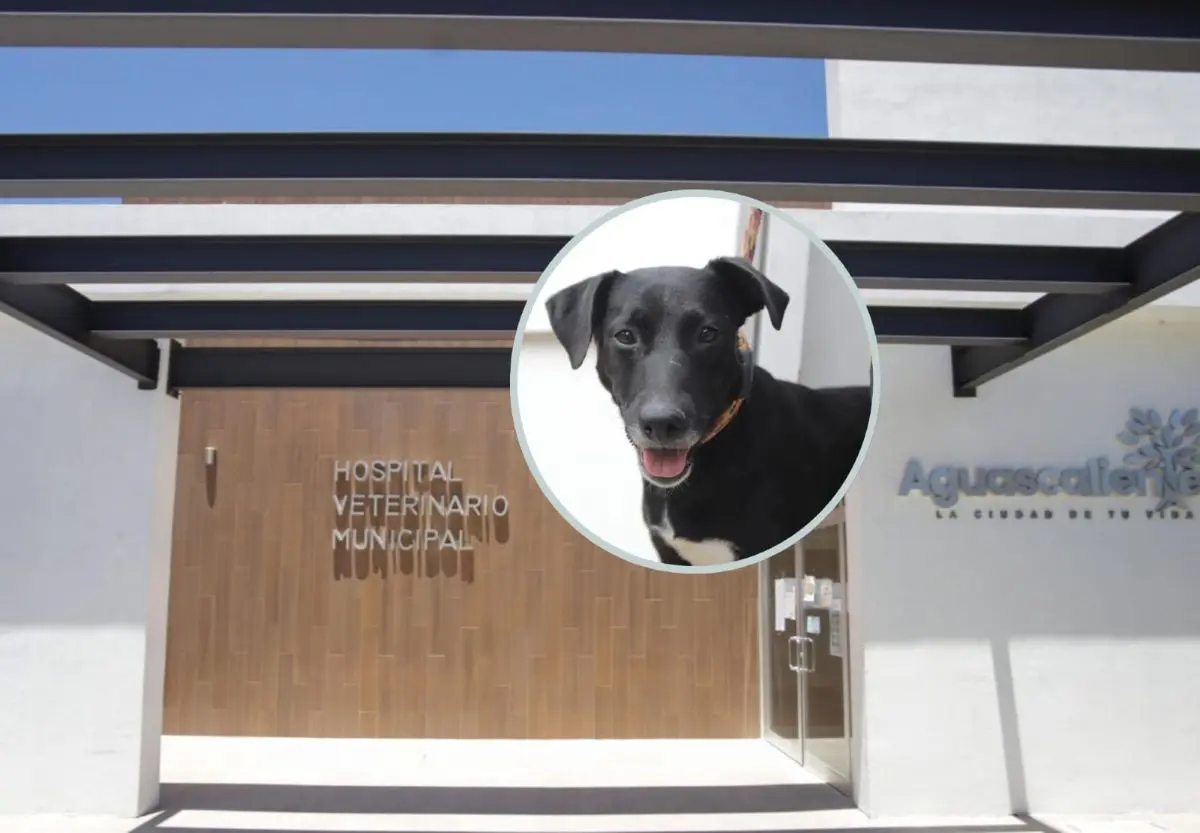 Hospital Veterinario de Aguascalientes será accesible. Foto: Cortesía