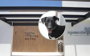 ¿Cuándo abrirá el Hospital Veterinario de Aguascalientes?; habrá servicios de bajo costo