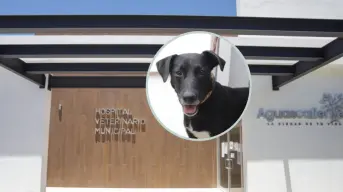 ¿Cuándo abrirá el Hospital Veterinario de Aguascalientes?; habrá servicios de bajo costo