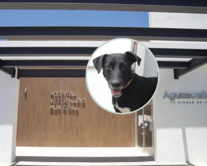 ¿Cuándo abrirá el Hospital Veterinario de Aguascalientes?; habrá servicios de bajo costo
