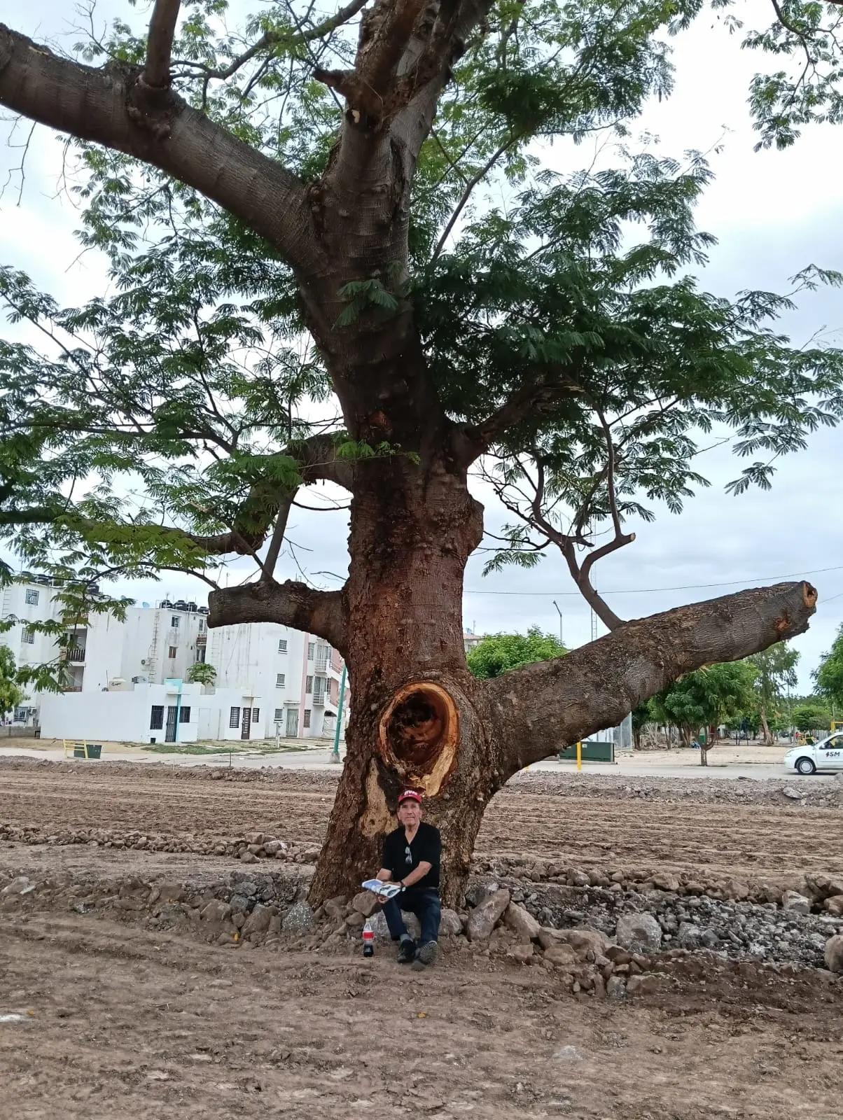 El Huanacaxtle le brinda frescura y sombra a Don Samuel en Alturas del Sur.