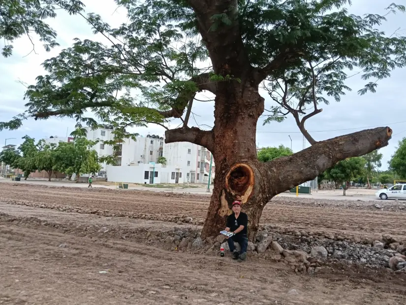 El Huanacaxtle de Alturas del Sur es un árbol monumental. El Huanacaxtle de Alturas del Sur es un árbol monumental.