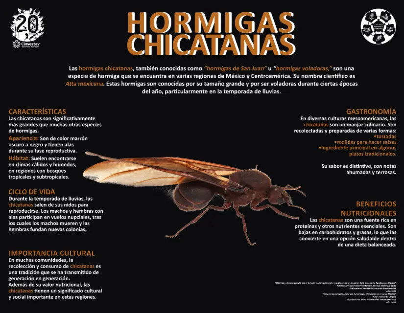 Características de la hormiga chicatana. Foto: cortesía Características de la hormiga chicatana. Foto: cortesía.