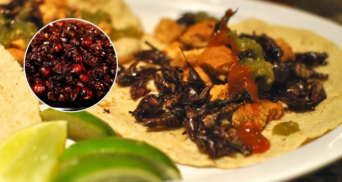 Conoce la preparación de la hormiga chicatana. Foto: cortesía