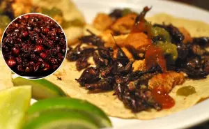 Chicatana, el manjar que nace de la tierra de Oaxaca