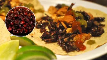 Chicatana, el manjar que nace de la tierra de Oaxaca