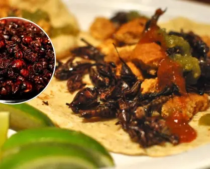 Chicatana, el manjar que nace de la tierra de Oaxaca