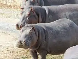 En el Bioparque se tiene una visión educativa y de respeto por los animales. En el Bioparque se tiene una visión educativa y de respeto por los animales. Foto: Cortesía.