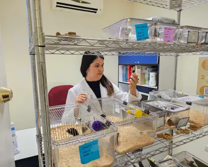 Investigadora de la UAS diseña bebida con café y orujo de oliva para combatir diabetes tipo 2
