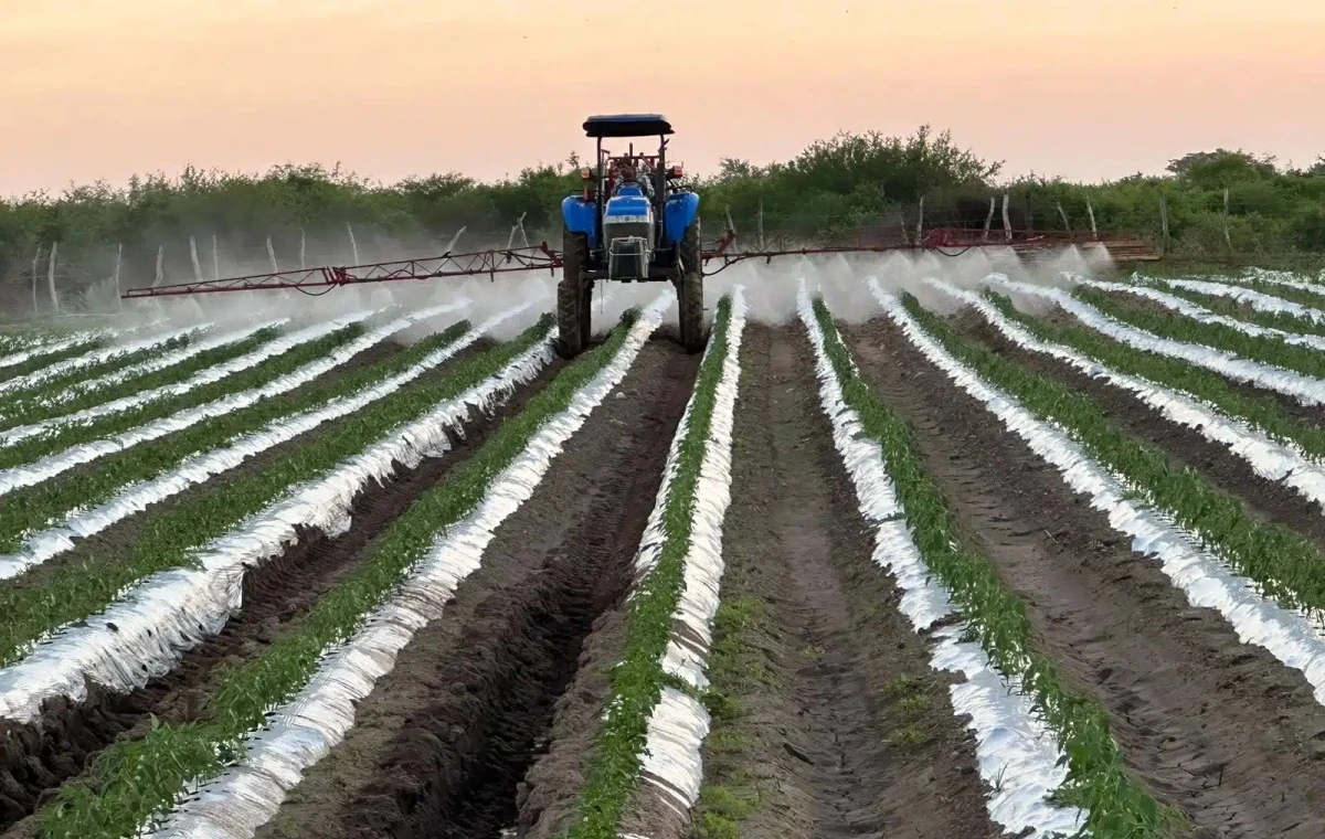 La agricultura es actividad económica clave en Sinaloa. Foto: Cortesía