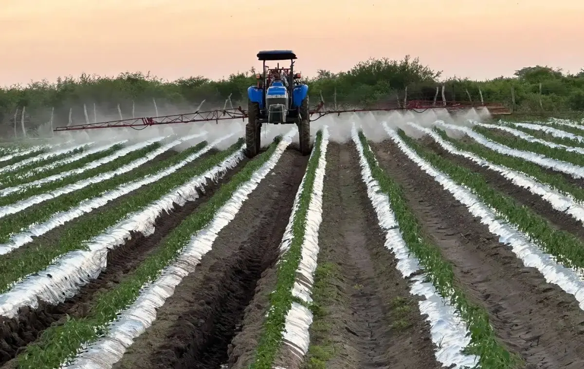 La agricultura es actividad económica clave en Sinaloa. Foto: Cortesía