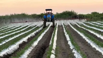 Sinaloa es líder en crecimiento económico de México en el primer trimestre de 2025