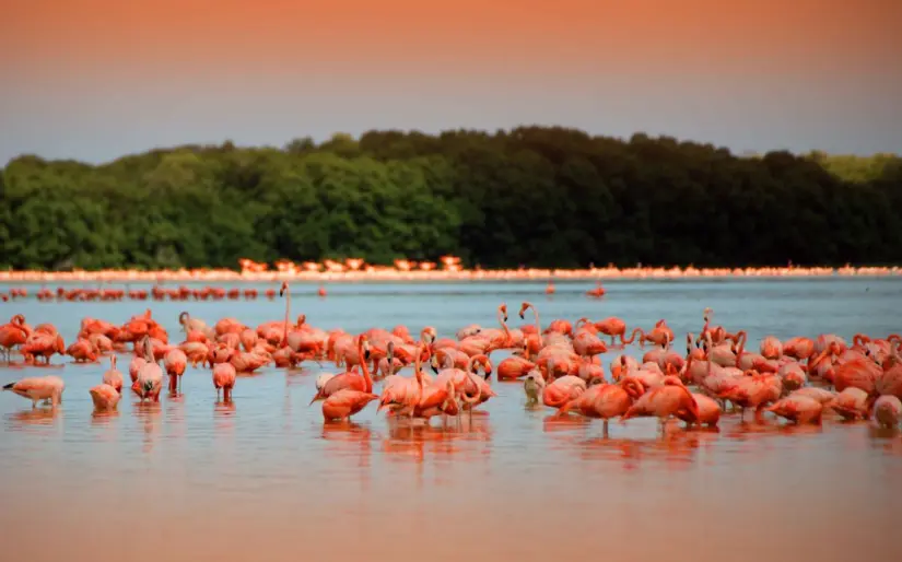 Avistamiento de flamencos en Ría Lagartos, Yucatán. Foto: cortesía Avistamiento de flamencos en Ría Lagartos, Yucatán. Foto: cortesía.