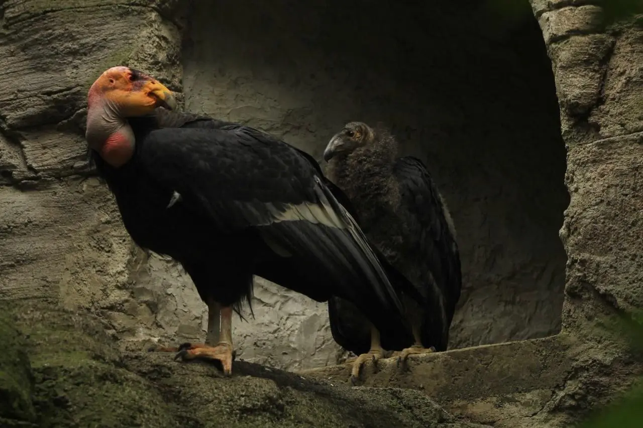 crías condor.