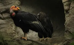 Chapultepec logra un hito histórico, nacen dos crías condor para reintroducción en Baja California