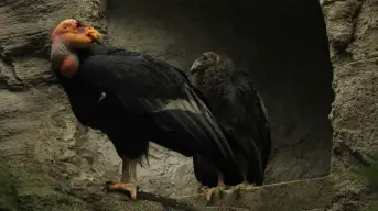 Chapultepec logra un hito histórico, nacen dos crías condor para reintroducción en Baja California