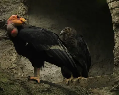 Chapultepec logra un hito histórico, nacen dos crías condor para reintroducción en Baja California
