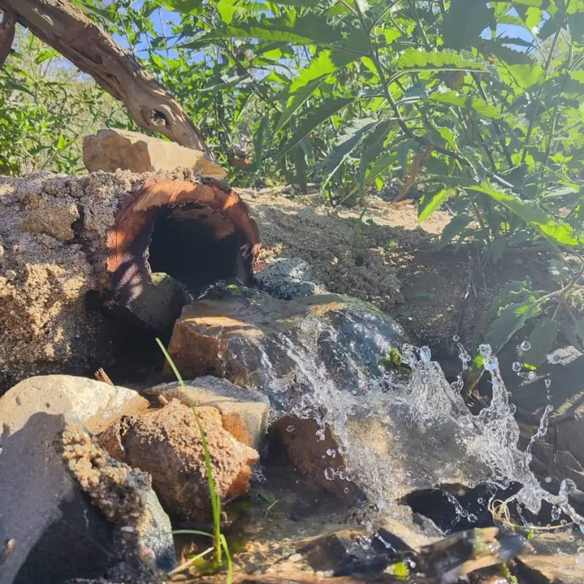 Manantiales en Ojo de Agua Oasis San Bartolo