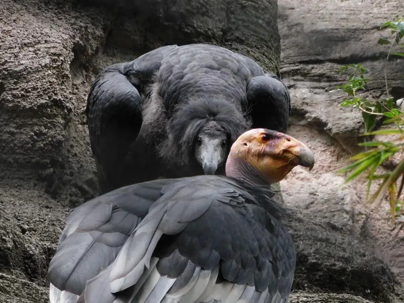 Nacen en Chapultepec dos crías de cóndor de California y serán liberadas en su hábitat natural Nacen en Chapultepec dos crías de cóndor de California y serán liberadas en su hábitat natural