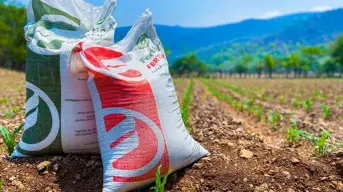 Hoy vence el plazo para inscribirse al programa Fertilizante para el Bienestar 2025 en San Ignacio