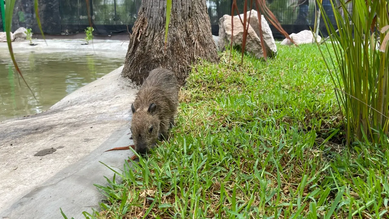 Cuatro capibaras hembras llegaron al Gran Acuario Mazatlán Mar de Cortés, los turistas podrán verlas a partir del lunes 4 de agosto.