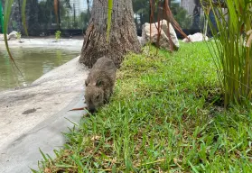 Gran Acuario de Mazatlán estrena hábitat para capibaras: te decimos dónde y cuánto cuesta entrar
