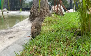 Gran Acuario de Mazatlán estrena hábitat para capibaras: te decimos dónde y cuánto cuesta entrar
