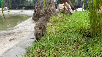 Gran Acuario de Mazatlán estrena hábitat para capibaras: te decimos dónde y cuánto cuesta entrar