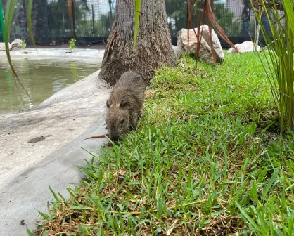 Gran Acuario de Mazatlán estrena hábitat para capibaras: te decimos dónde y cuánto cuesta entrar