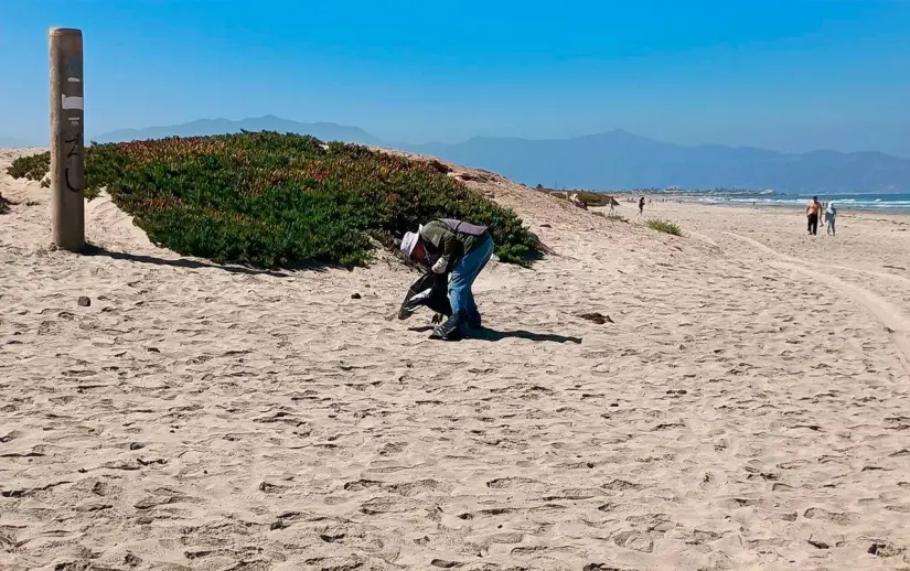 Limpian las playas de Ensenada. Foto: Cortesía