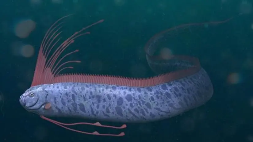 Qué es un Pez remo, el gigantesco pescado viral en TikTok Suelen medir hasta 11 metros de largo. Foto: Cortesía