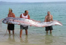 ¿Qué es un Pez remo? el gigantesco pescado viral en TikTok