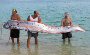 ¿Qué es un Pez remo? el gigantesco pescado viral en TikTok