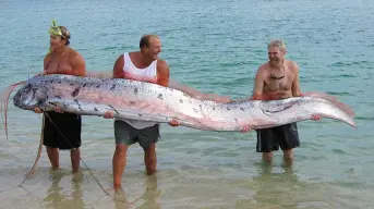 ¿Qué es un Pez remo? el gigantesco pescado viral en TikTok
