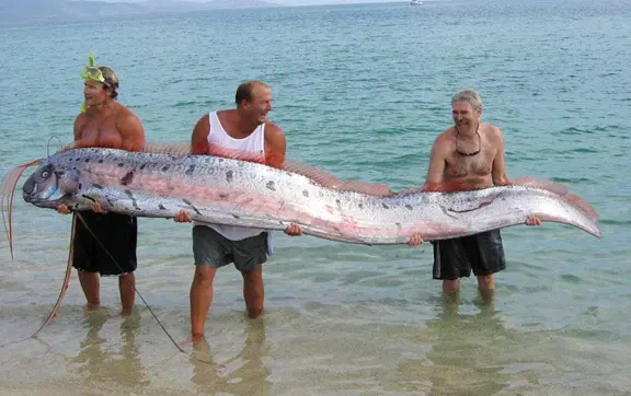 ¿Qué es un Pez remo? el gigantesco pescado viral en TikTok