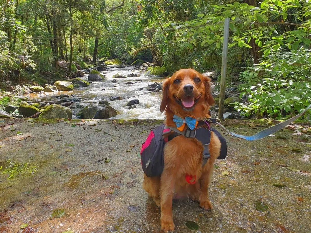 Explora la naturaleza junto con tu lomito. Foto: Cortesía