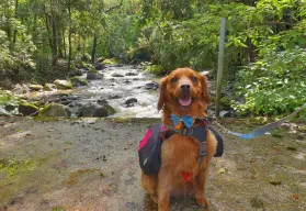 Conoce la Huasteca Potosina junto a tu perrito: cascadas para visitar con mascota