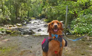 Conoce la Huasteca Potosina junto a tu perrito: cascadas para visitar con mascota