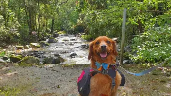 Conoce la Huasteca Potosina junto a tu perrito: cascadas para visitar con mascota
