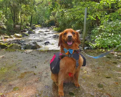 Conoce la Huasteca Potosina junto a tu perrito: cascadas para visitar con mascota