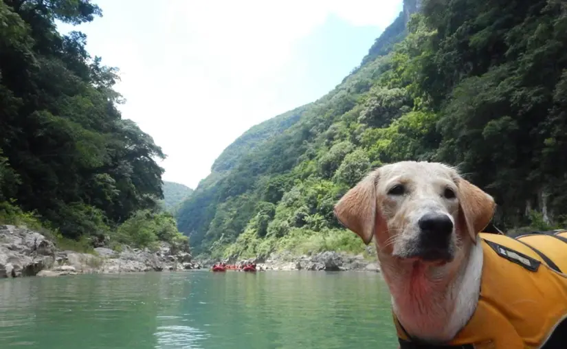 Explora la Huasteca con tu lomito Conoce las cascadas junto a tu perro. Foto: Cortesía