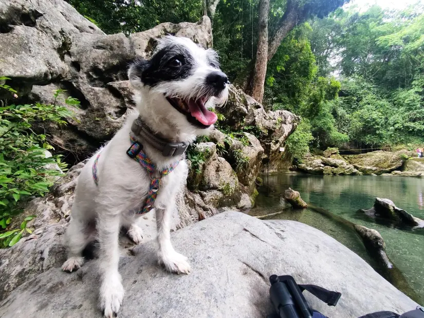 Cascadas de la Huasteca Potosina para conocer junto a tu perro La zona no representa riesgo para las mascotas. Foto: Cortesía