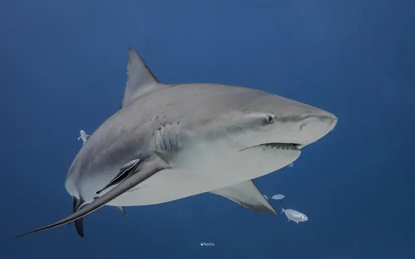 Dos jóvenes de Monterrey rescatan a tiburón bebé en Isla del Padre Se han reportado avistamientos del tiburón toro. Foto: Cortesía