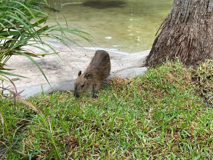 Capibaras.