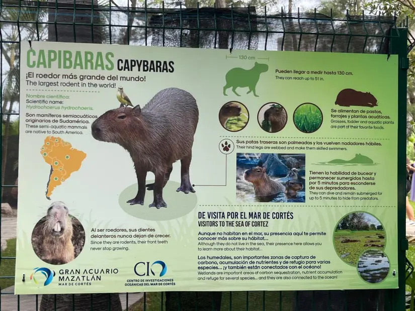 Capibaras en Mazatlán