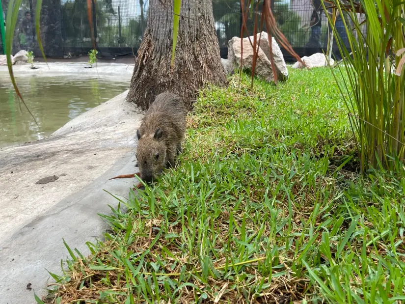 Capibaras en Mazatlán