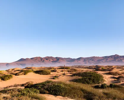 Explora el Desierto de Baja California: el más biodiverso de México